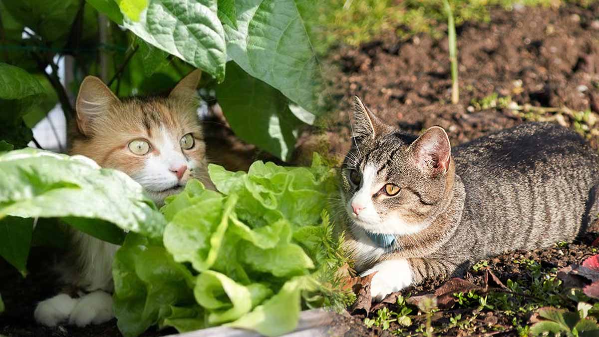 Les chats transforment votre potager en litière ? On vous dévoile comment les éloigner pour de bon